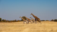 Giraffenherde im Hwange-NP