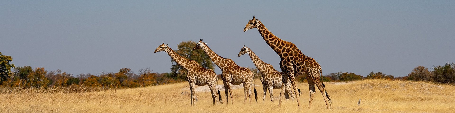 Giraffenherde im Hwange-Nationalpark, Simbabwe