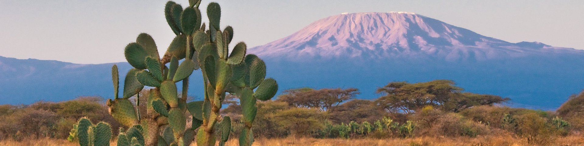 Der Kilimanjaro im Sonnenaufgangslicht