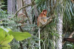 Affe auf einem Baum im Dschungel von Borneo