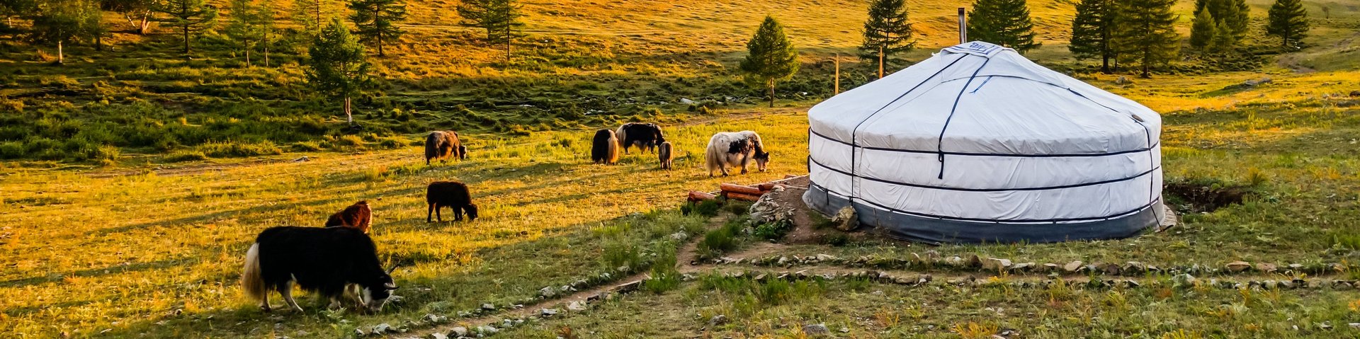 Jurten und Yaks in der Mongolei
