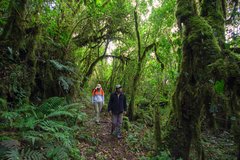 Wanderer im üppigen Nebelwald Ecuadors