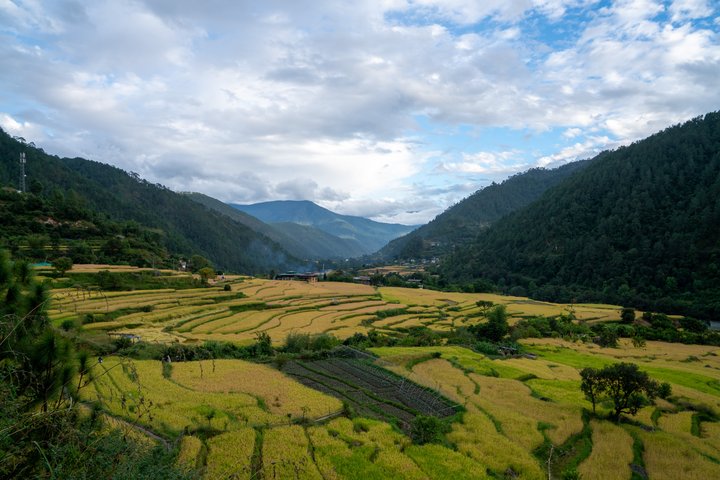 Blick über Reisfelder bei Punakha