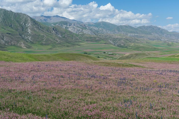 Blumenfelder bei Kazarman in Kirgistan