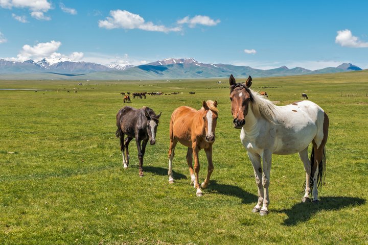 Viele Pferde grasen auf den saftigen Weiden am Son Köl in Kirgistan