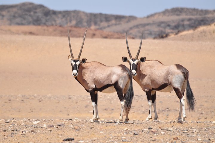 Zwei Antilopen stehen in einer trockenen Landschaft in Namibia
