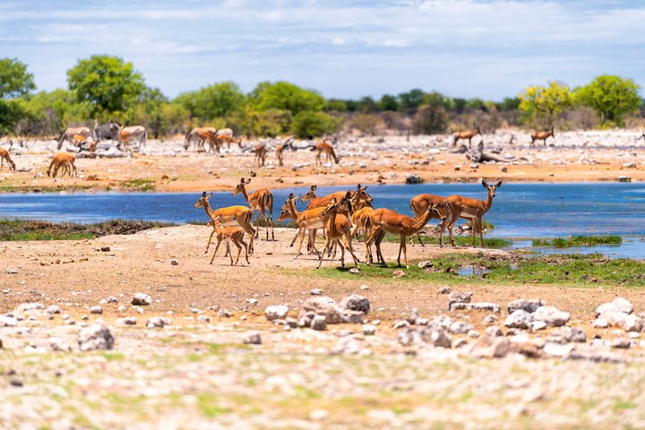 Antilopen an Wasserloch im Etosha-Nationalpark