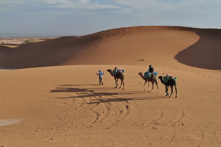 Drei Dromedare mit Touristin in der Wüste