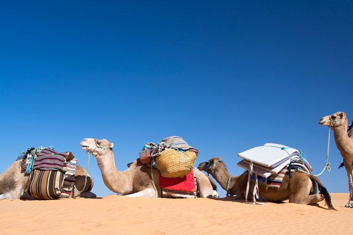 Kamele auf Sanddüne in Tunesien