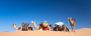 Kameltrekking durch die Sahara