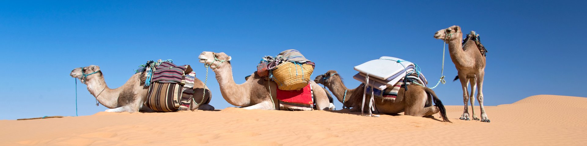 Kamele auf Sanddüne in Tunesien