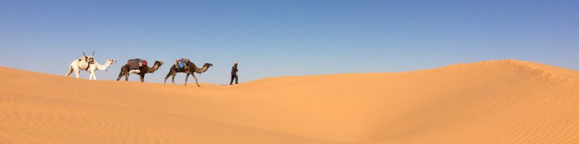 Kamele auf einer Sanddüne in Tunesien