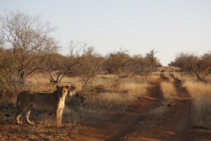 Mehrere Löwen stehen und liegen am Strassenrand in Südafrika
