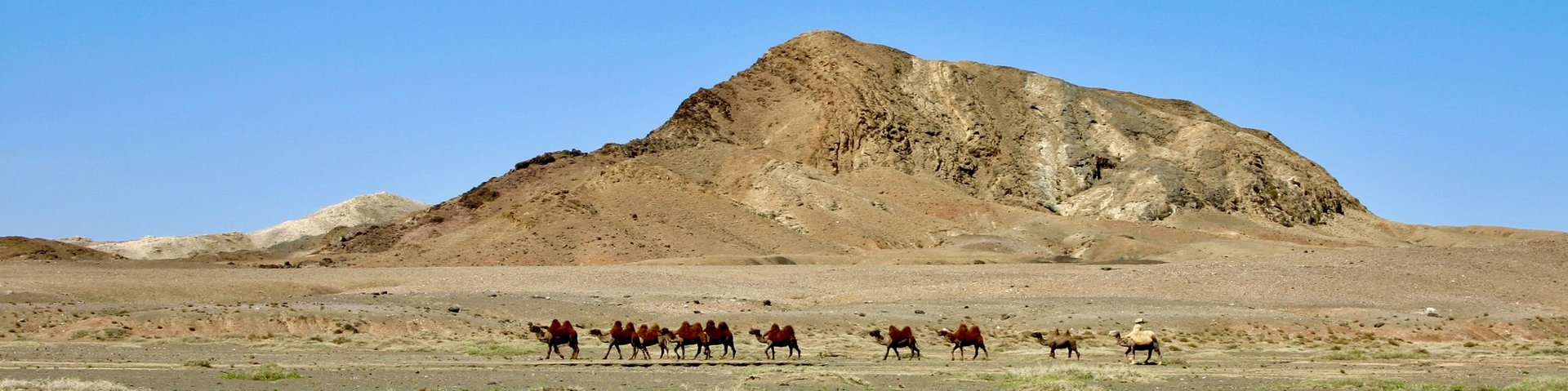 Kamele in der Wüste Gobi
