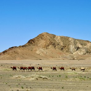 Kameltrekking in der Wüste Gobi