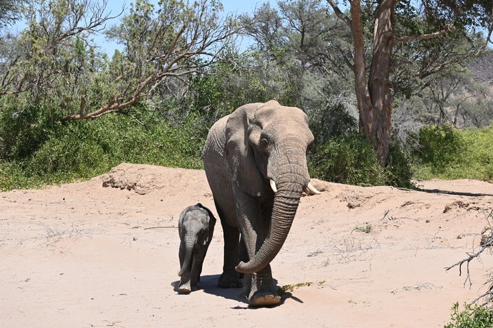 Wüstenelefant mit Kind in Namibia