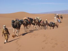 Kamele reiten hintereinander in der Wüste