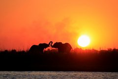 Zwei Elefanten bei Sonnenuntergang im Chobe Nationalpark