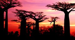 Baobab-Bäume bei Sonnenuntergang auf Madagaskar