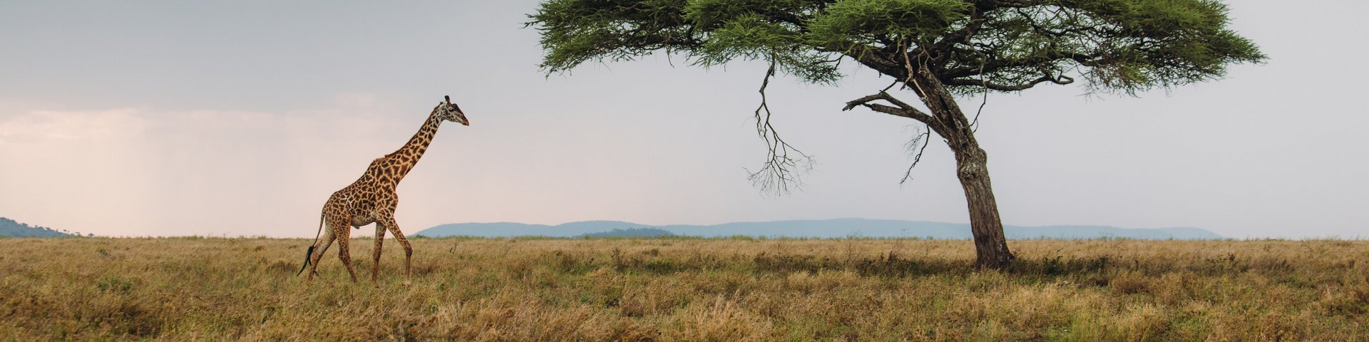 Einsamer Akazienbaum mit Giraffe Einsamer Akazienbaum mit Giraffe in Tansania
