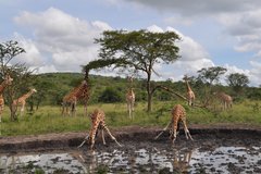 Trinkende Giraffen im Mburo Nationalpark in Uganda.