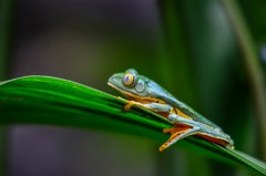 Grüner Frosch auf einem Blatt in Costa Rica