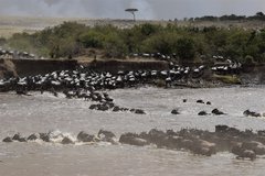 Unzählige Gnus queren einen Fluss während der Great Migration