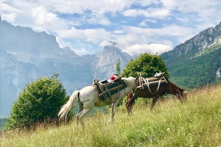 Zwei Pferde auf einer saftigen Wiese in den Bergen von Valbona