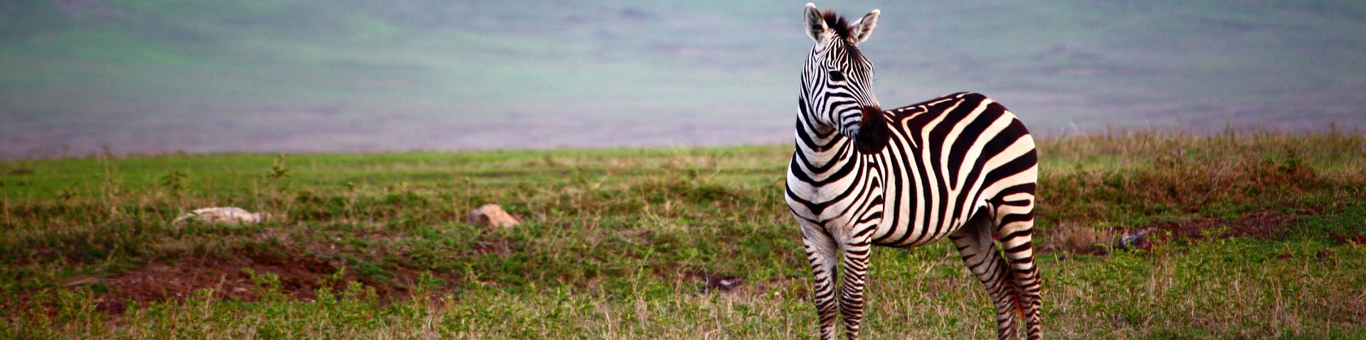 Stolzes Zebra im Ngorongoro Nationalpark
