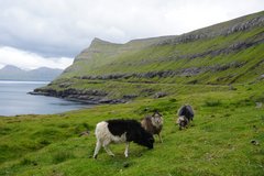 Schafe weiden auf den saftigen Wiesen der Färöer Inseln