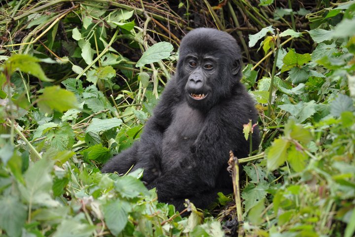 Junger Gorilla im Urwald in Uganda 
