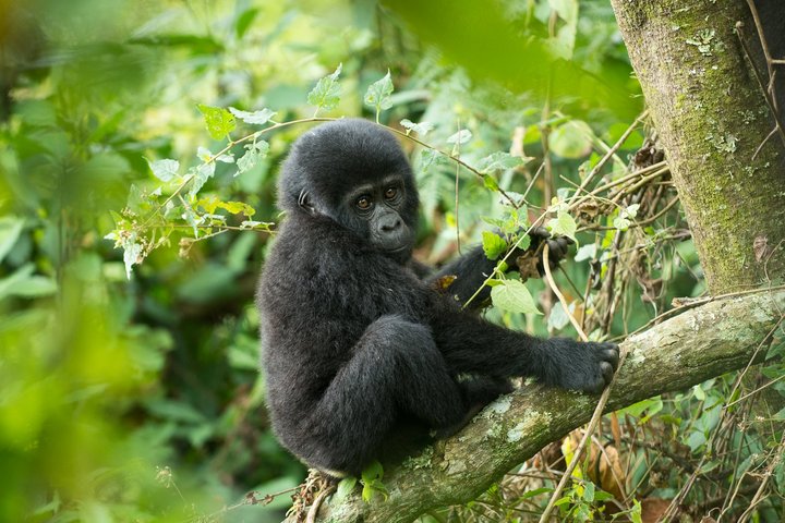 Junger Berggorilla sitzt auf einem Ast im Dschungel von Uganda