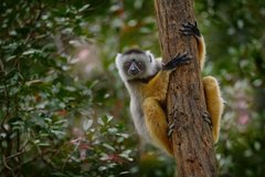 Diademsifaka im Analamazaotra-Reservat