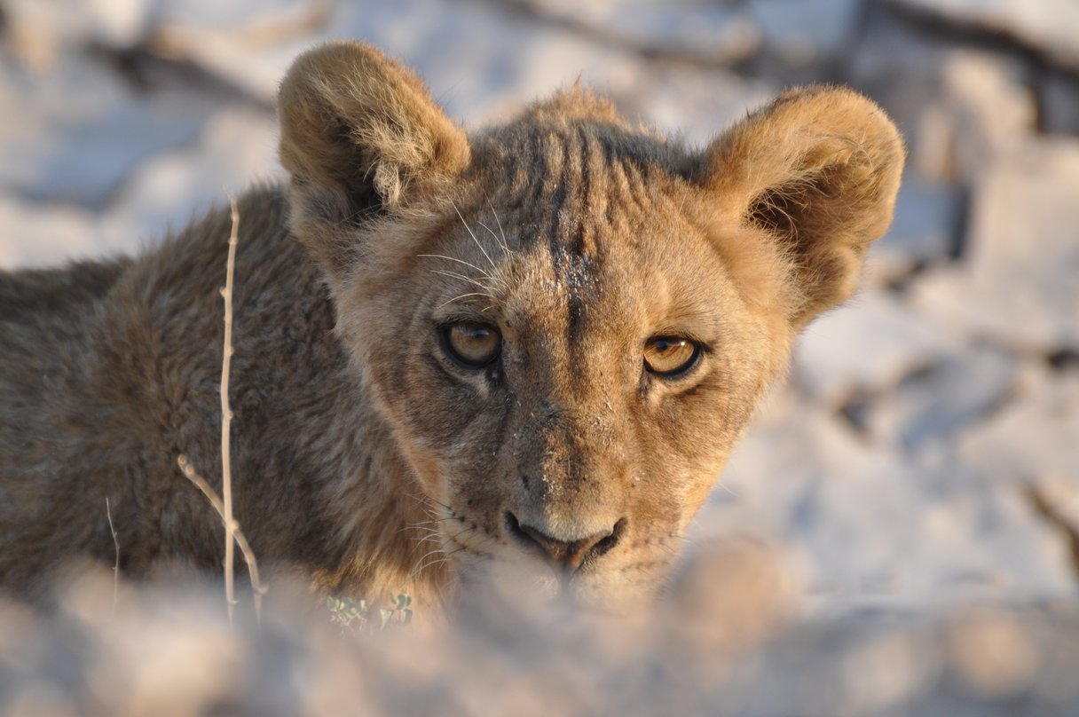 Löwenweibchen blickt in die Kamera im Etosha-Nationalpark in Namibia