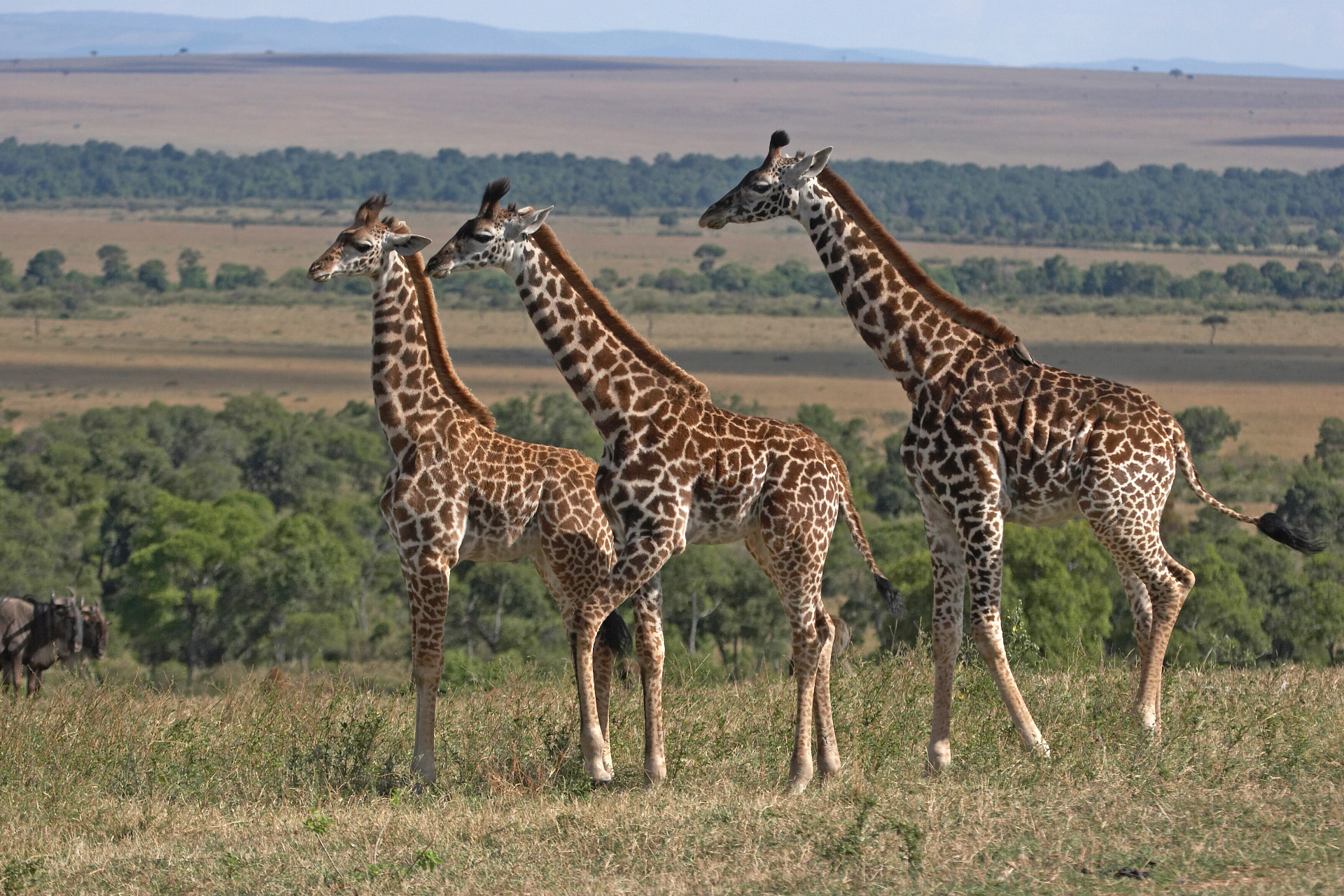 Drei Giraffen unterwegs in der Serengeti in Tansania