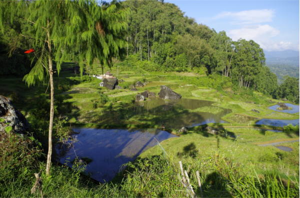 Reisfelder der Toraja bei Bori